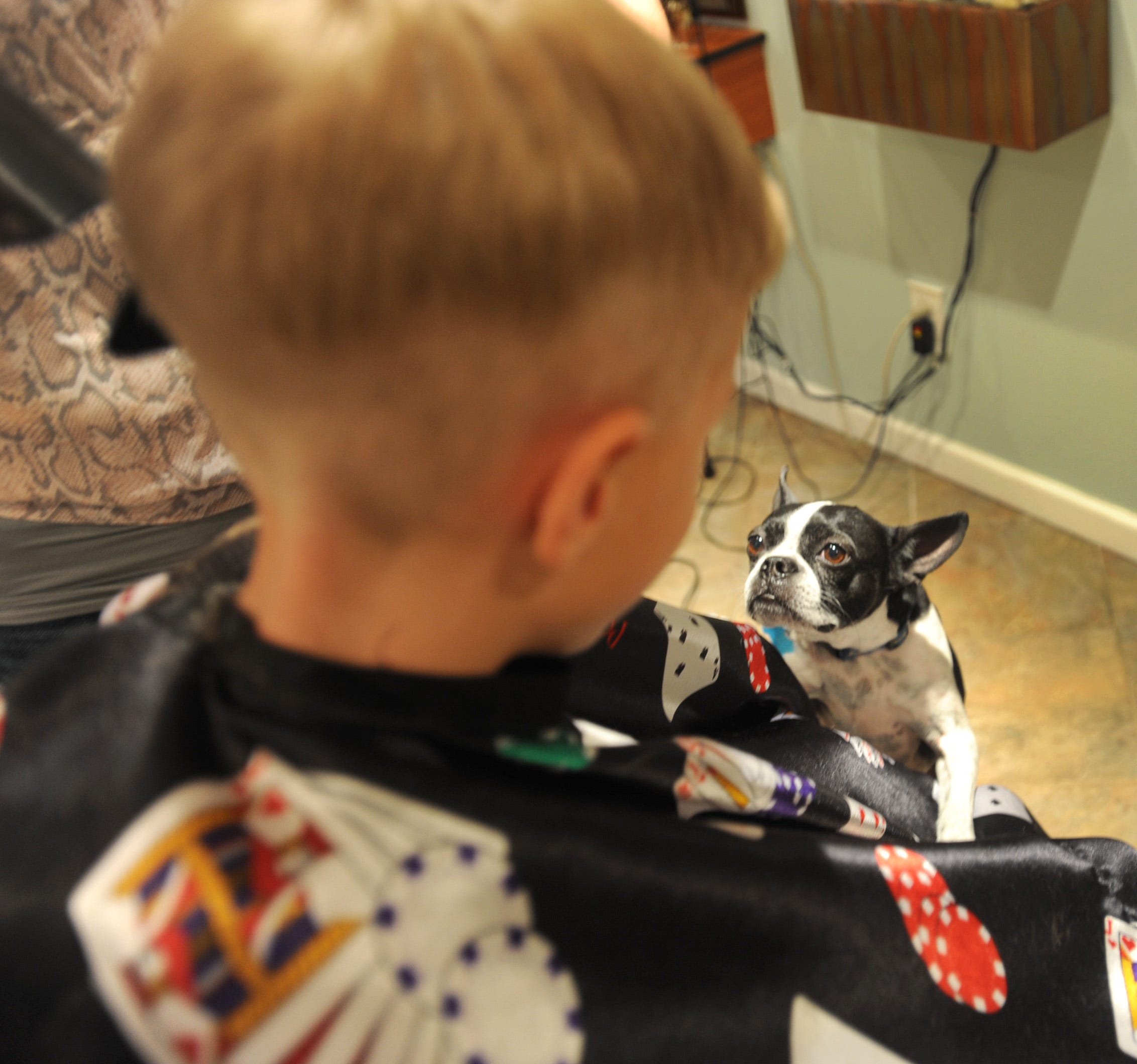 will neutering my boston terrier calm him down